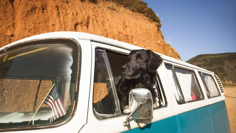Pebble Hills Dog Park preview