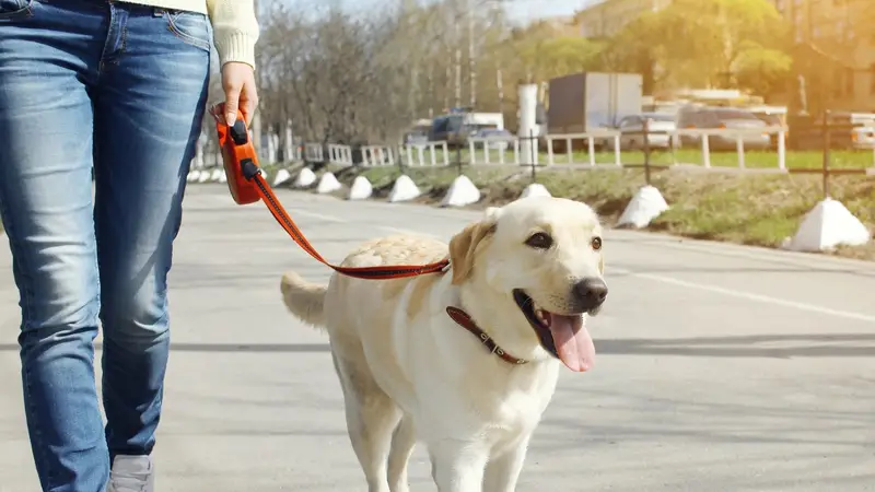 Vargas Family Pet Services preview