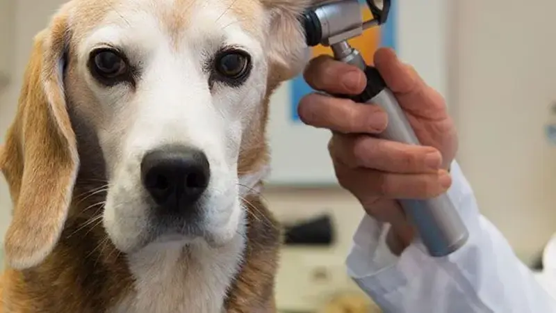 Hoke Animal Clinic preview