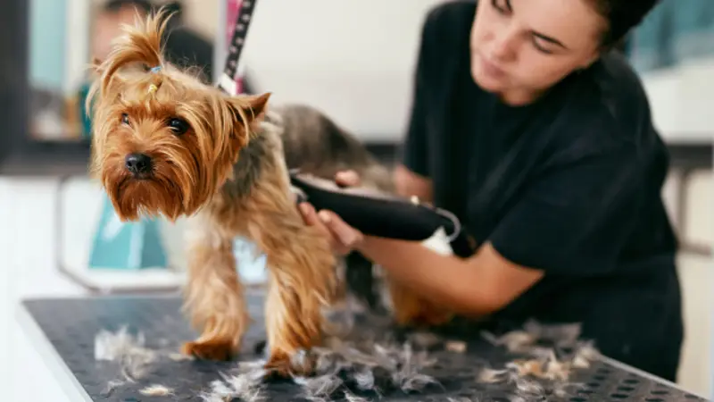 Pet Styling by Christine preview