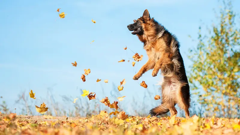 Sit Means Sit Dog Training preview