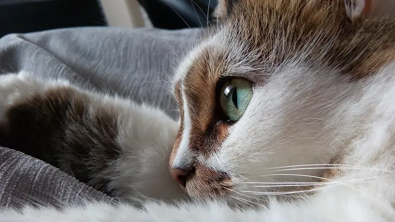 Pretty Paws preview