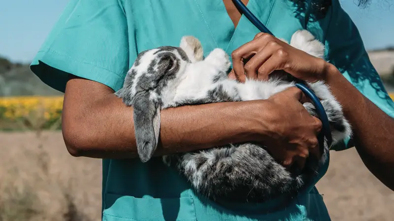 Oakwood Animal Hospital preview