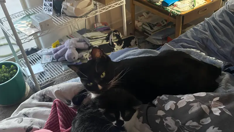Pawsitively Purrfect preview