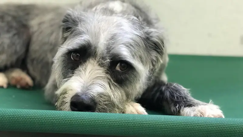 Little Ark Dog Grooming preview