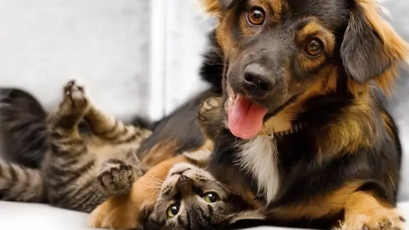Evergreen Veterinary Clinic preview