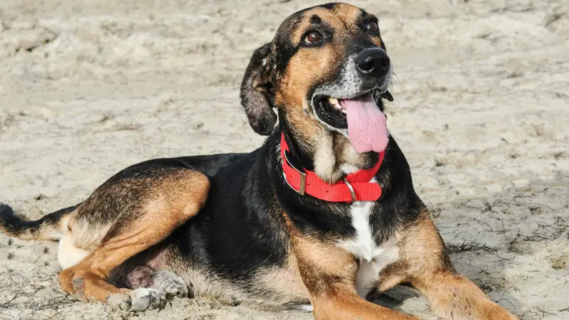 Copper's Integrative Veterinary Care preview