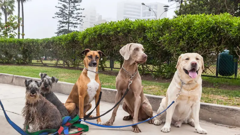 Spoiled Pawz Dog Walking and Pet Care preview