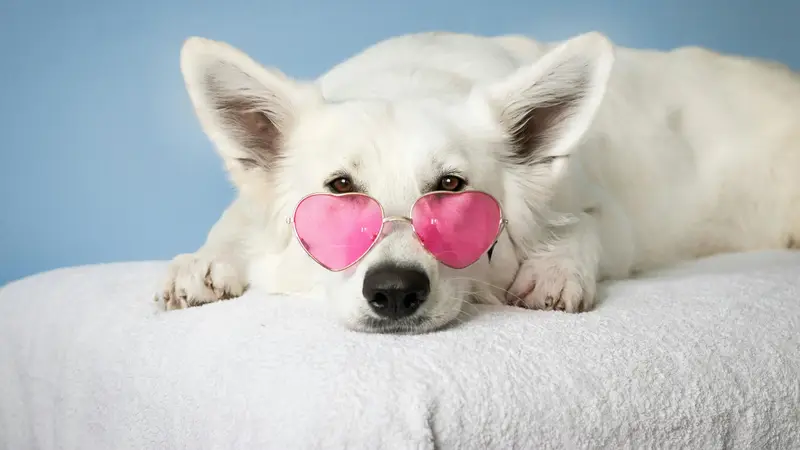 A Dog's Best Friend preview