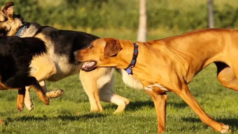 Shaw Membership Only Dog Park preview