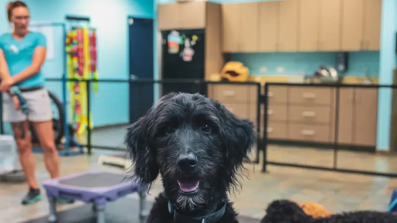 Pup Start Chicago preview