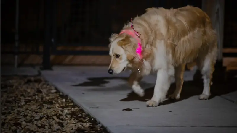 K-9ightLights L.L.C. preview