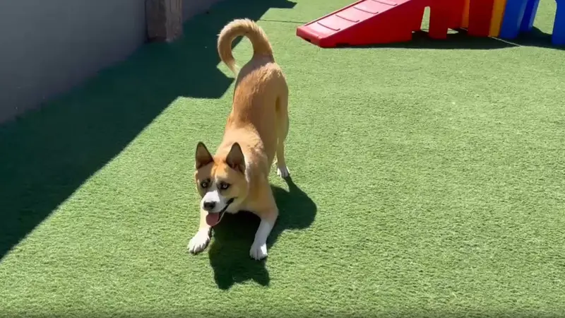Under The Sun Dog Training and Daycare preview