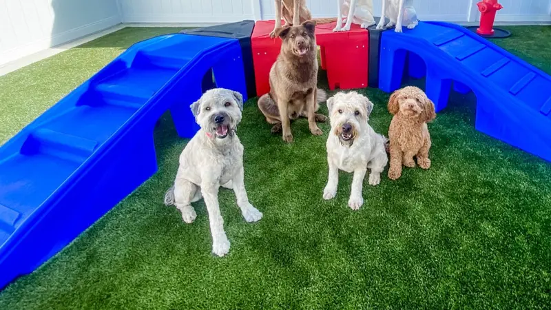 Woof's Play & Stay preview