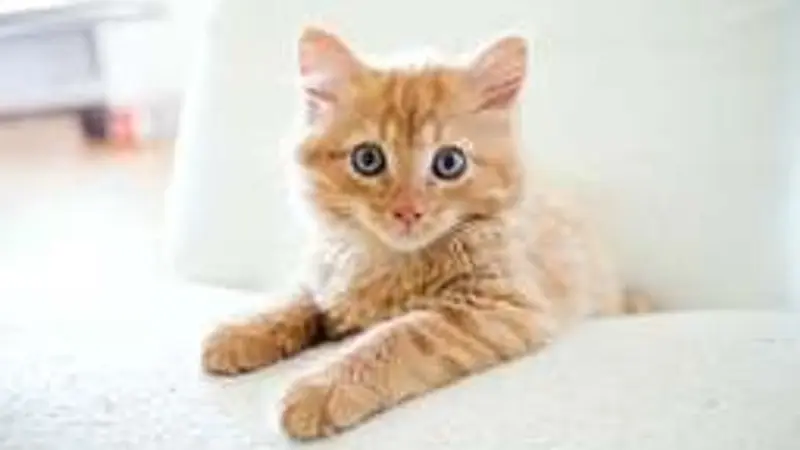 Park Slope Kitty Sitter preview