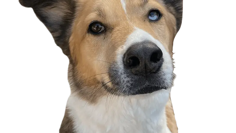 Spot for Dogs LLC preview