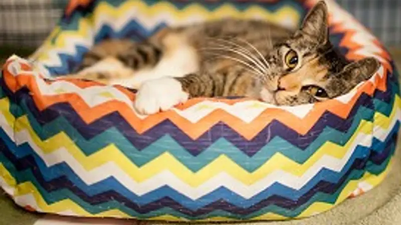 Safe Haven For Cats preview