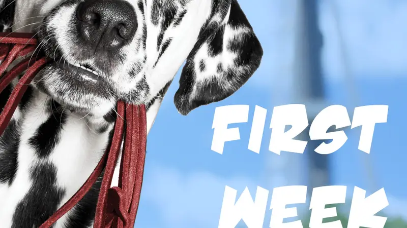 SNIFF Seattle Dog Walkers preview