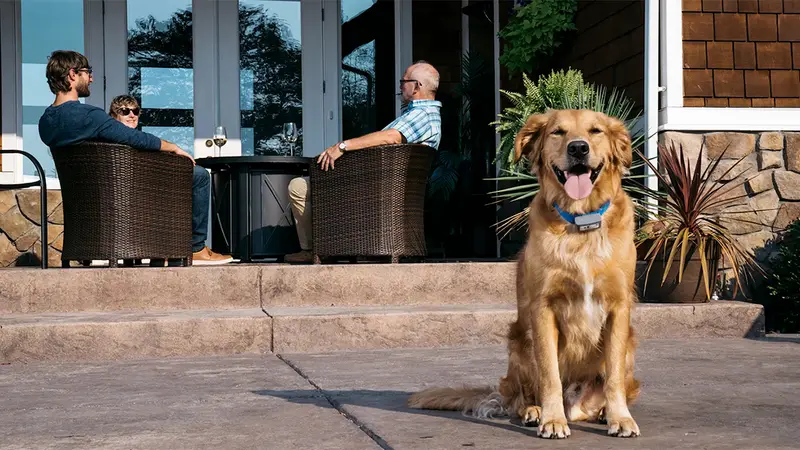 Dog Guard of SC preview
