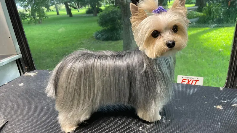 High Tailin' It Pet Grooming and Daycare preview