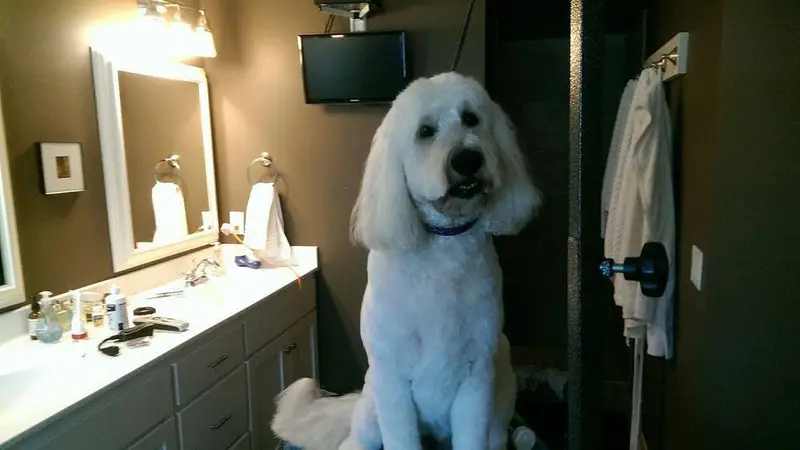 Kathies Mobile Grooming Spa preview