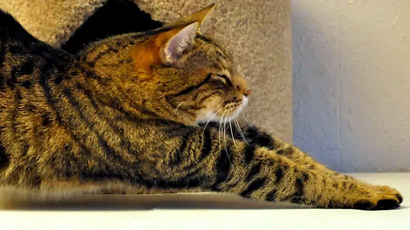 StreetCats, Inc. preview