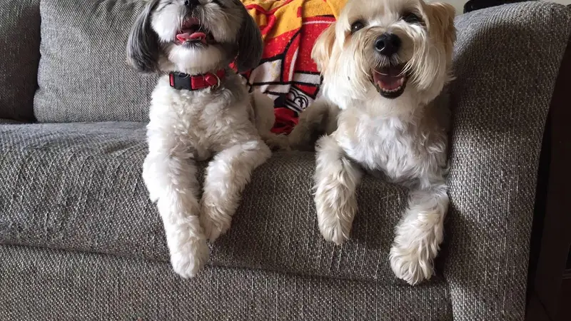 Pet Pals KC, LLC preview