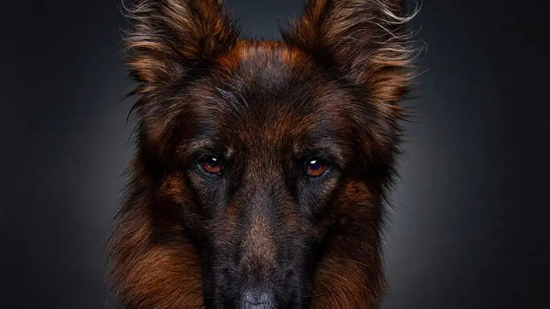 Who's Alpha? Dog Training LLC preview