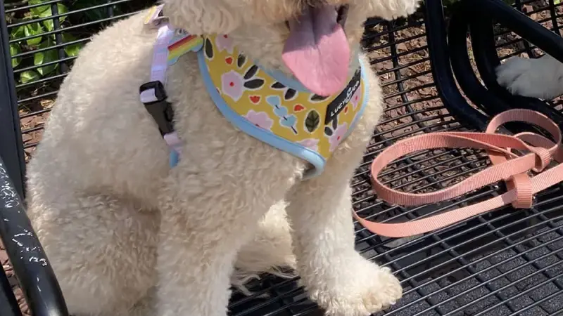 Jersey City Dog Walking preview