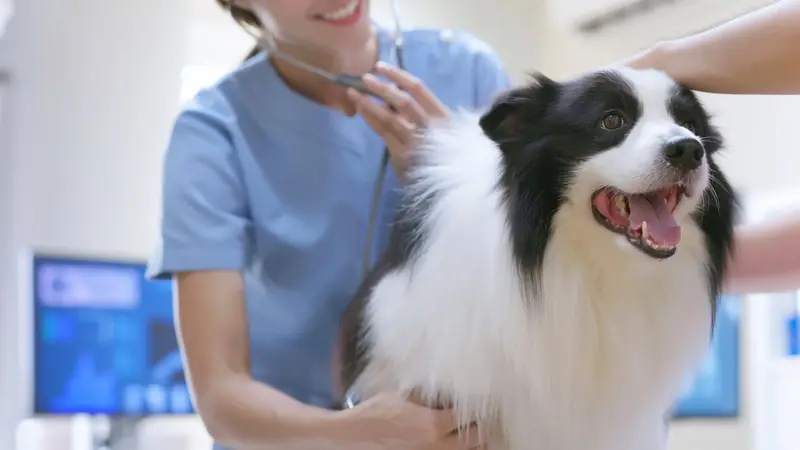 Animal Center for Emergency and Specialty (ACES) preview