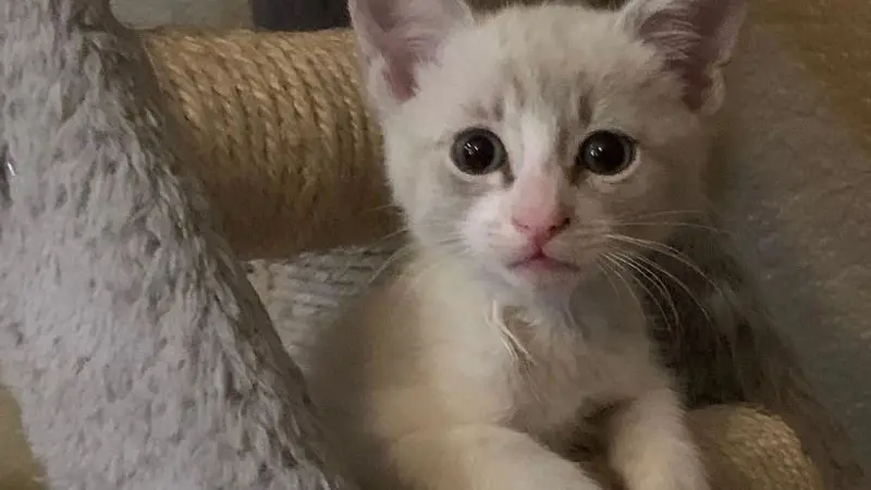 Kitty Kat Rescue preview