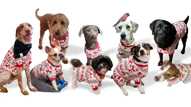 Beach Dog Walking & Pet Sitting preview