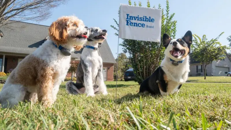 Invisible Fence of Middle Tennessee preview