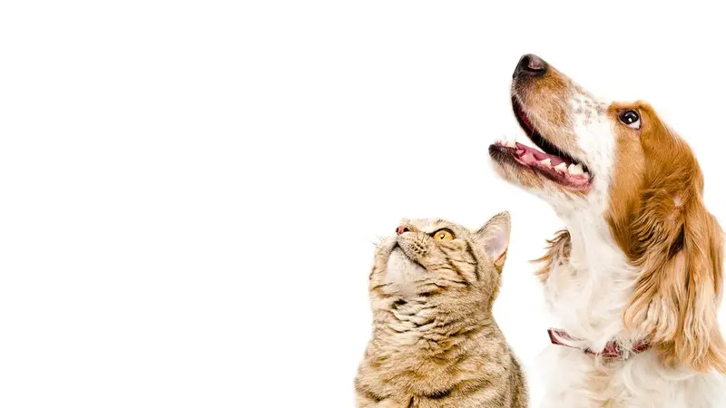 Traveling Tails Veterinary Clinic | Thousand Oaks preview