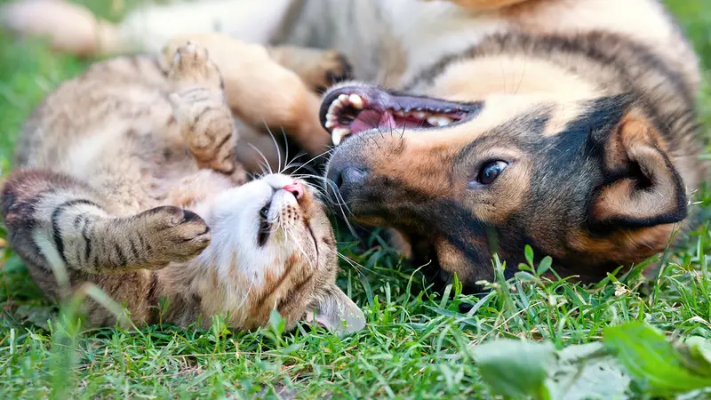 Denver Metro Pet Sitters LLC preview