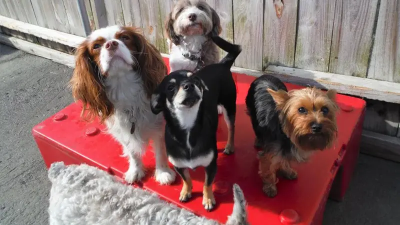 Pets R People 2 preview