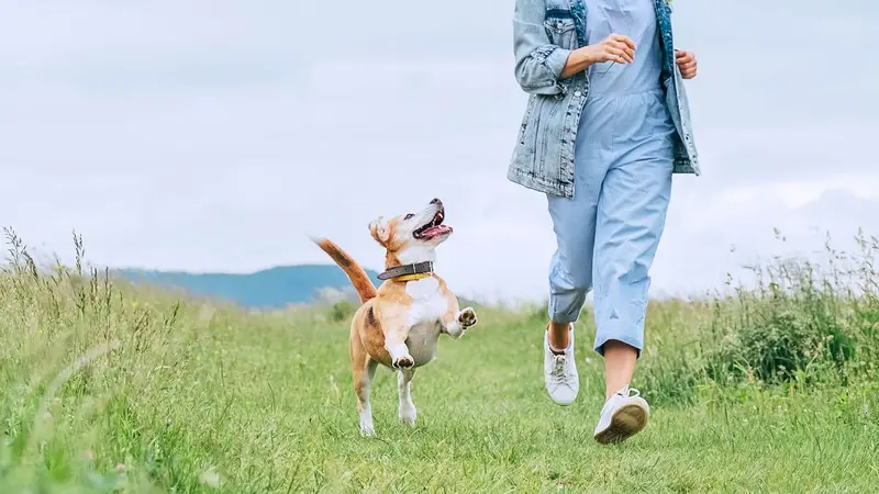 Friendly Animal Hospital preview