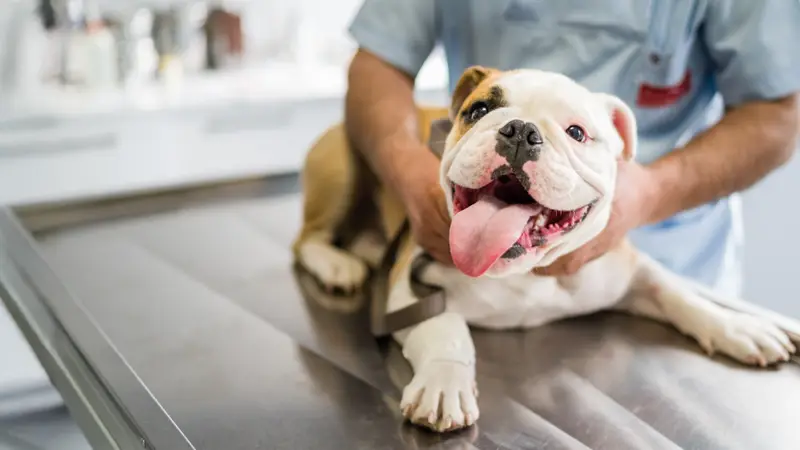 Bay Moorings Animal Hospital preview