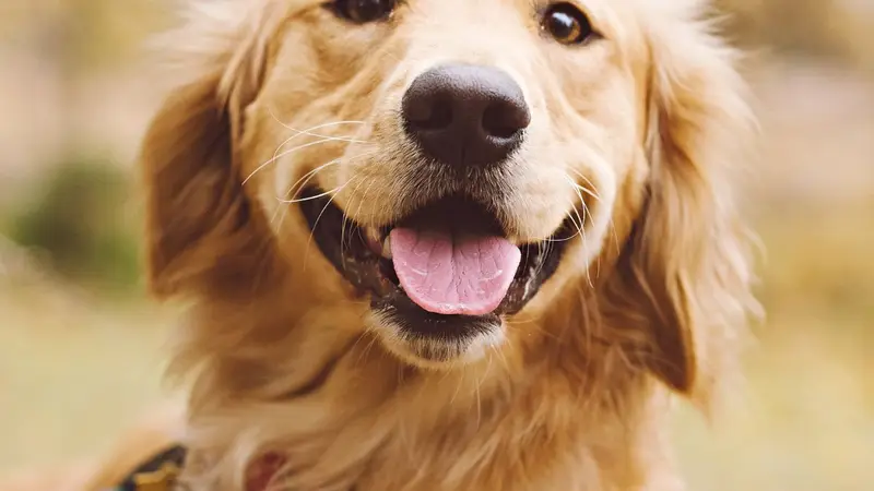 Russell Creek Pet Clinic preview