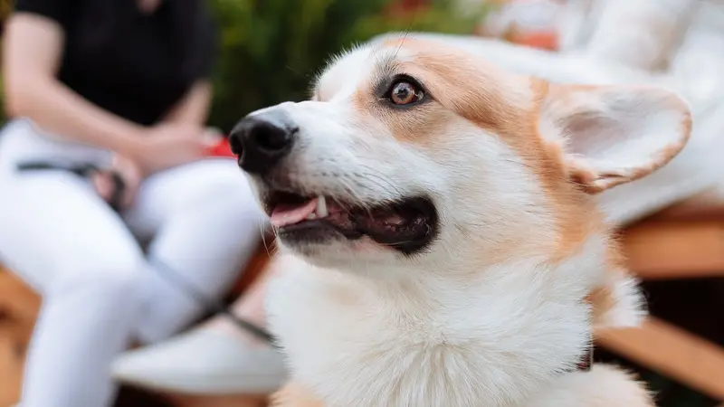 Countryside Animal Hospital preview