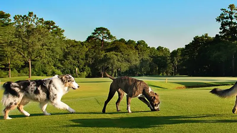 Canine Country Club preview