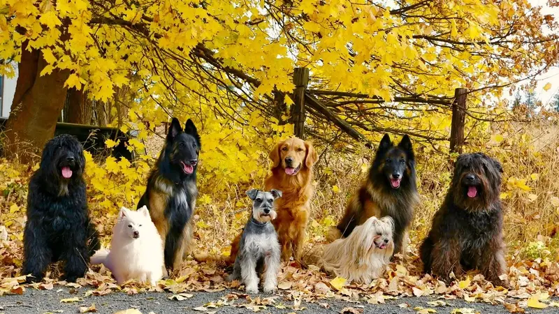 West Plains Canine School preview