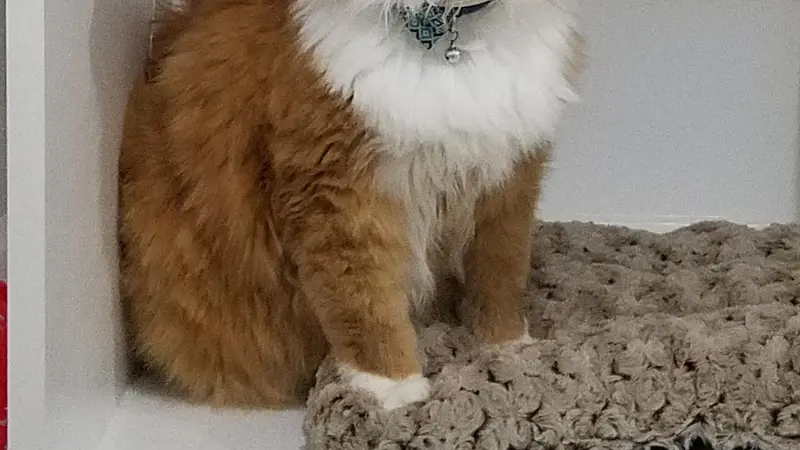 Happy Cats Retreat preview