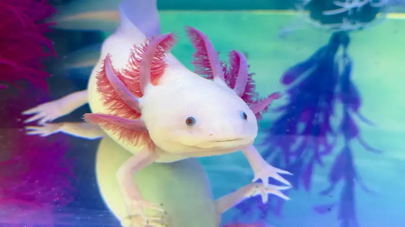 Axolotls Tulsa preview