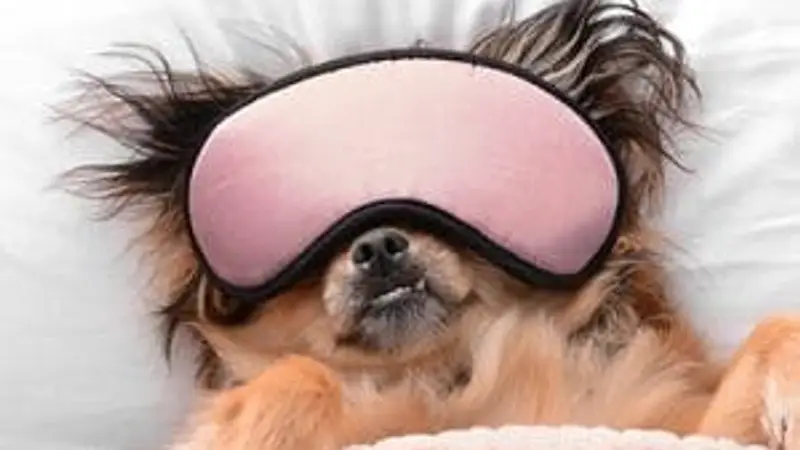 Bark ATL preview