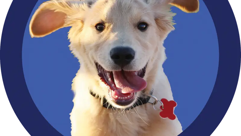 Happy Hound Playground preview