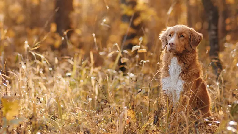 Acredale Animal Hospital preview