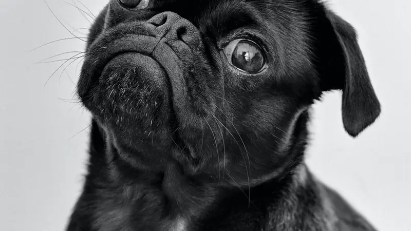 Metro Pup SA preview