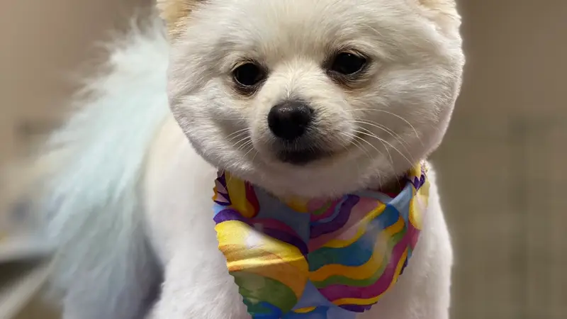 Planet Paws Pet Grooming preview