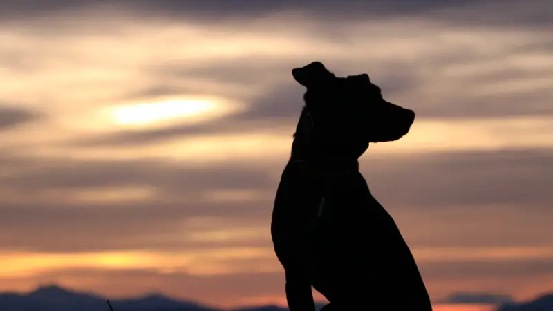 The Veterinary Emergency Referral Center preview